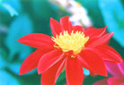 Published on 1/27/2006 大陆大法弟子恭祝师尊农历新年好（一）