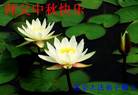 Published on 10/5/2006 ½󷨵ӹףʦ֣
