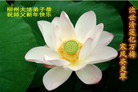 Published on 1/2/2007 大陆大法弟子恭祝师尊新年快乐（十一） 