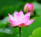 法轮功,二胡曲：兑现自己的誓约
