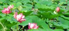 Published on 5/22/2011 ֹ,һλУٵѰٺ - ִ
