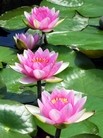 Published on 5/17/2012 ֹ,ӶࣺΨԸʦЦ
