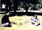 Published on 6/3/2000 艾文斯通（Evanston）是位于芝加哥的北部的一个小城，也是西北大学所在地。5月19日和20日，Evanston举行了一年一度的花园节。