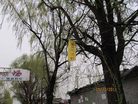 ֹ,"һ"ĳ洦ɼ - ִ
