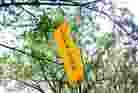 ֹ,ִաĳгִ
