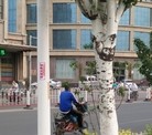 Published on 6/13/2015 法轮功,河北省张家口市城镇街道的真相标语 【明慧网】
