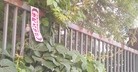 Published on 6/8/2015 法轮功,京城路边见到“法轮大法好”的标语 【明慧网】
