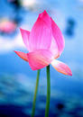 Published on 1/14/2002 һ԰ȫļܷ--д