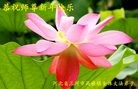 ֹ,½󷨵ӹףʦ(33)
