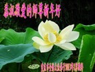 法轮功,重庆大法弟子恭祝师尊新年好（21条）
