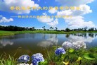 法轮功,韩国各地大法弟子恭祝师尊新年好