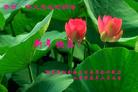Published on 2/9/2005 		й½475ش󷨵ȱΰʦ꣨ͼ
