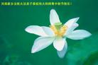 大陆大法弟子恭祝师尊中秋节快乐（二）