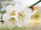 世界各地大法小弟子恭祝师尊新年快乐！（图）