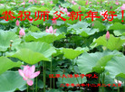 Published on 12/30/2006 ½󷨵ӹףʦ֣һ