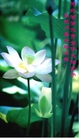 Published on 12/30/2006 ½󷨵ӹףʦ֣