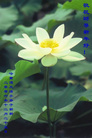Published on 12/30/2006 ½󷨵ӹףʦ֣