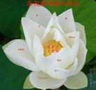 Published on 12/30/2006 ½󷨵ӹףʦ֣