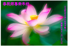 Published on 12/31/2006 大陆大法弟子恭祝师尊新年快乐（五）