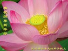 Published on 12/31/2006 大陆大法弟子恭祝师尊新年快乐（五）