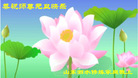 Published on 12/31/2006 大陆大法弟子恭祝师尊新年快乐（五）
