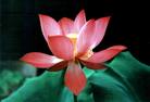 Published on 12/31/2006 大陆大法弟子恭祝师尊新年快乐（五）