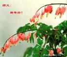 Published on 12/31/2006 大陆大法弟子恭祝师尊新年快乐（五）