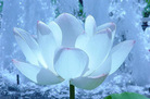 Published on 12/31/2006 大陆大法弟子恭祝师尊新年快乐（五）