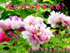 Published on 12/31/2006 ½󷨵ӹףʦ֣ģ