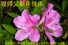 Published on 1/1/2009 ӡŴ󷨵ӹףʦ