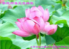 Published on 12/31/2008 ½󷨵ӹףʦԪ֣ģ
