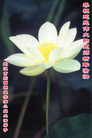 Published on 1/1/2009 ϡĴ󷨵ףʦԪ