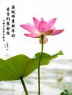 Published on 1/1/2009 ֱϽд󷨵ӹףʦԪ