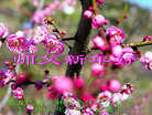 Published on 2/7/2008 大陆大法弟子向师尊拜年（五）