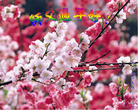 Published on 2/7/2008 大陆大法弟子向师尊拜年（五）