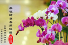 Published on 2/7/2008 大陆大法弟子向师尊拜年（五）