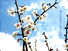 Published on 2/8/2008 大陆大法弟子向师尊拜年（二十三）