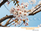 Published on 2/8/2008 大陆大法弟子向师尊拜年（二十三）