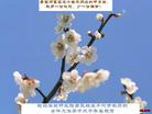 Published on 5/12/2008 大陆大法弟子祝贺世界法轮大法日暨师尊寿辰（三）