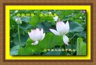 Published on 5/12/2008 大陆大法弟子祝贺世界法轮大法日暨师尊寿辰（四）