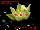 Published on 5/12/2008 大陆大法弟子祝贺世界法轮大法日暨师尊寿辰（四）