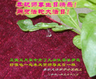 Published on 5/14/2008 ½󷨵ף編ִʦٳʮ