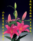 Published on 5/12/2008 大陆大法弟子祝贺世界法轮大法日暨师尊寿辰（二）