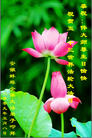 Published on 5/13/2009 ½ӹش󷨺鴫ʮ꣨ʮ200