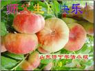 Published on 5/13/2009 ½ӹش󷨺鴫ʮ꣨ʮ200