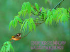 Published on 5/13/2009 ½ӹصʮ編ִգʮţ