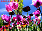 Published on 5/13/2009 ½ӹصʮ編ִգʮһ