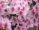Published on 5/13/2009 ½ӹصʮ編ִգʮһ