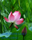 Published on 5/13/2009 ½ӹصʮ編ִգʮһ