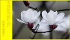 Published on 1/1/2011 ֹ,½󷨵ӹףʦԪ֣ţ - ִ
